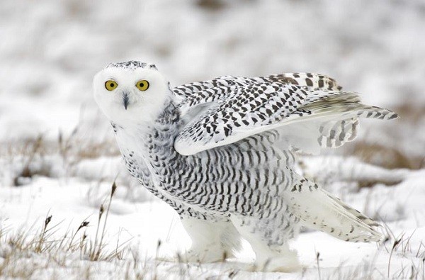 8[-]loài[-]chim[-]đáng[-]sợ[-]có[-]khả[-]năng[-]giết[-]người[-]4